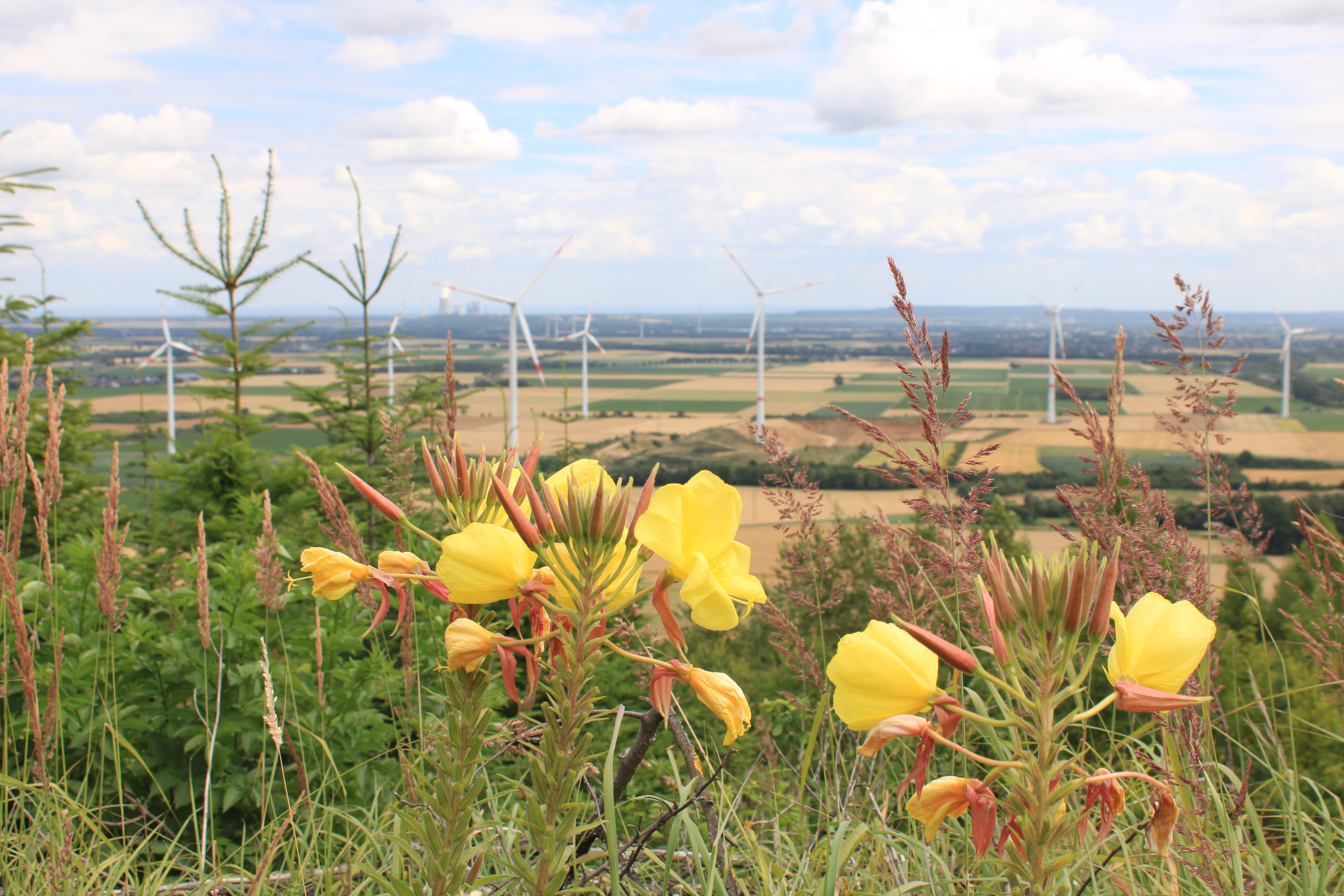 Aussicht auf die Landschaft Sophienhöhe