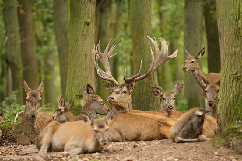 Tiere im Hochwildpark Kommern