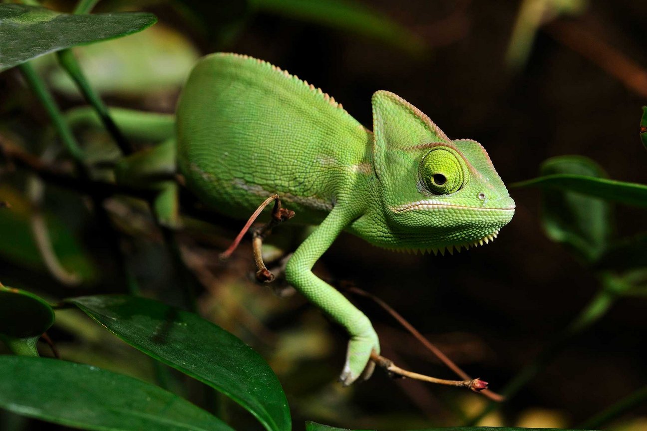 Tierisches Vergnügen im Kölner Zoo