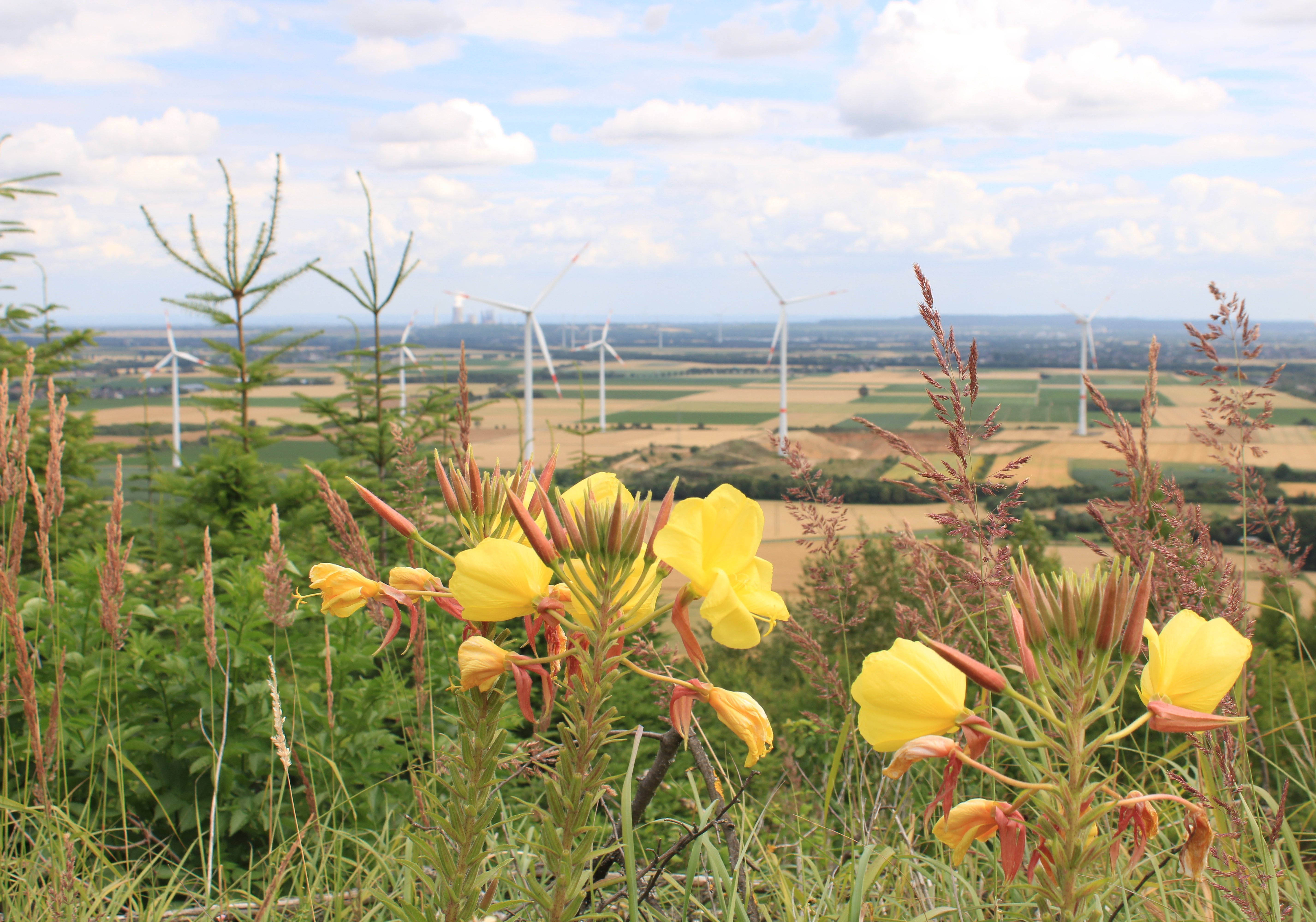 Aussicht auf die Landschaft Sophienhöhe