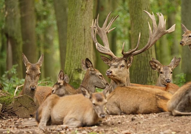 Tiere im Hochwildpark Kommern